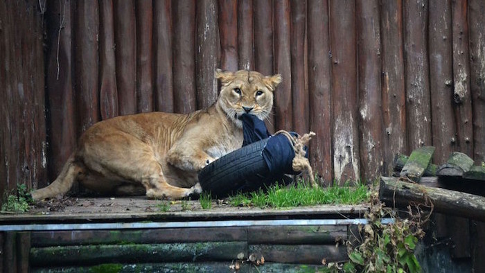 Animals at Bratislava Zoo help out with fashion design