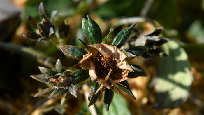 Fruit growers skipping sleep in bid to save crops 