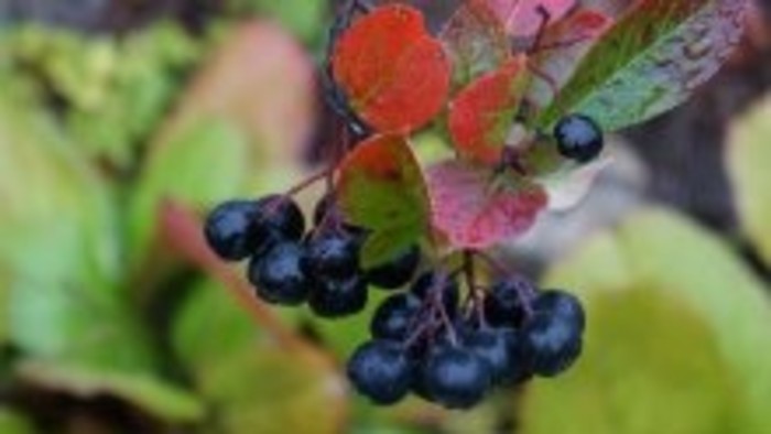 Menej známe dreviny, ktorých plody sú zdravé – 2. časť