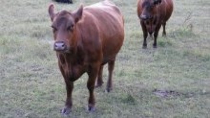 Škótsky dobytok na Orave