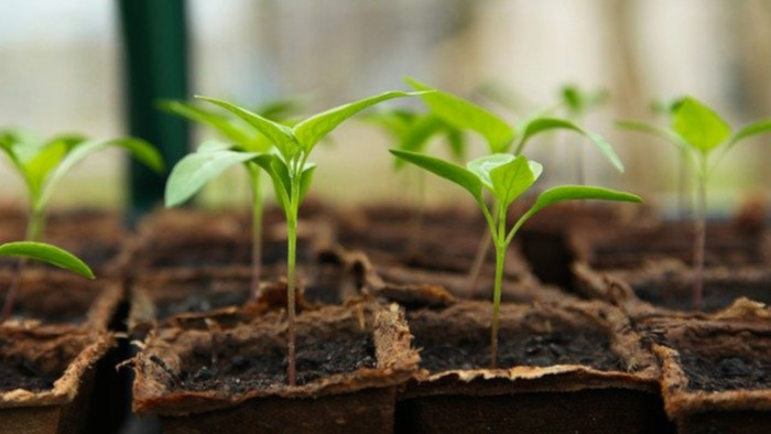 Zelený bod - Guerilla gardening