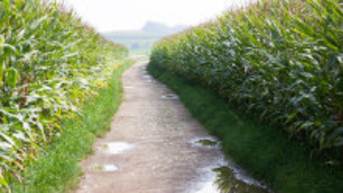 Monokultúrne polia sú neprirodzené a neefektívne