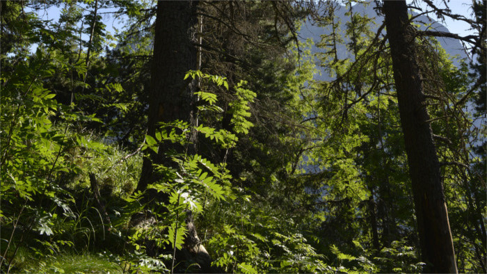 New nature reserves in Slovakia?     