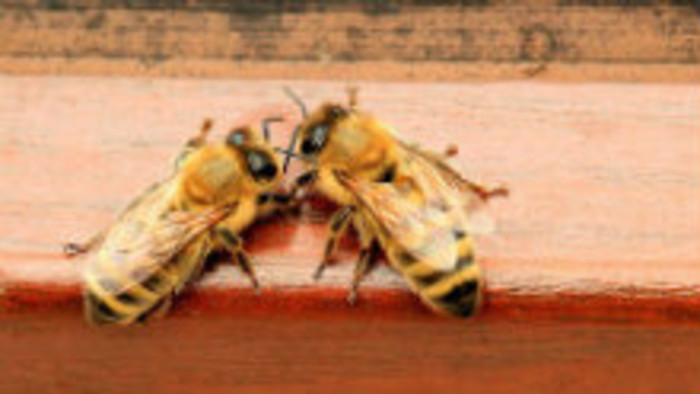 Svet včiel neprestáva fascinovať