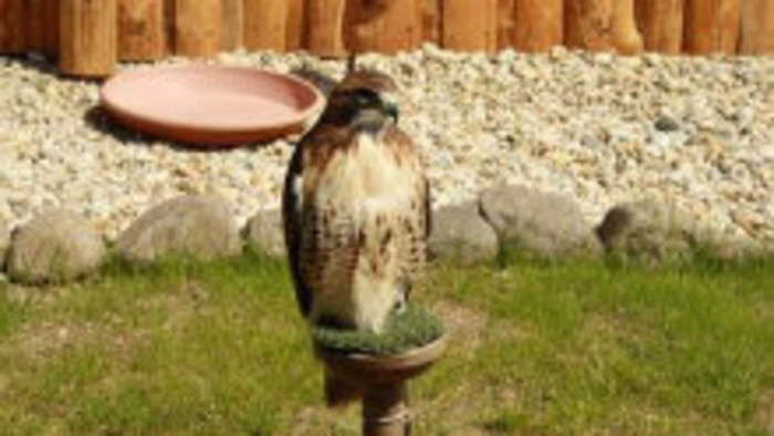 Naši sokoliari nie sú v svetovom zozname UNESCO