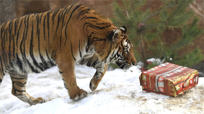 Animals at Košice Zoo enjoy Christmas gifts 