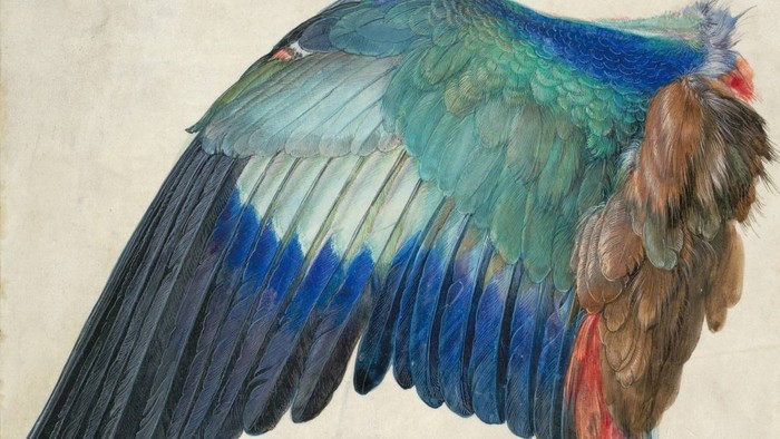 Albrecht Dürer je v Albertine