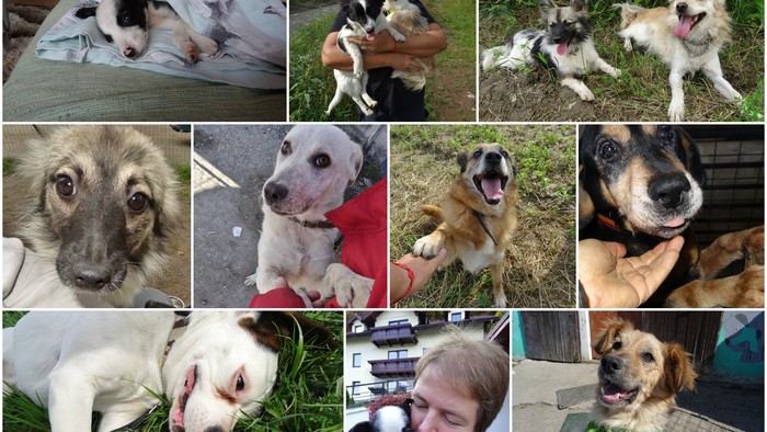 PicMonkey Collagevv.jpg