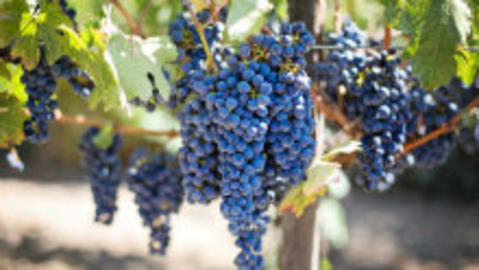 Vinohradníci z Vinosadov dosiahli veľký úspech