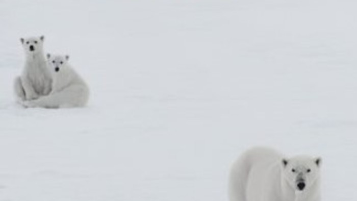 Polar planet Filipa Kuliševa