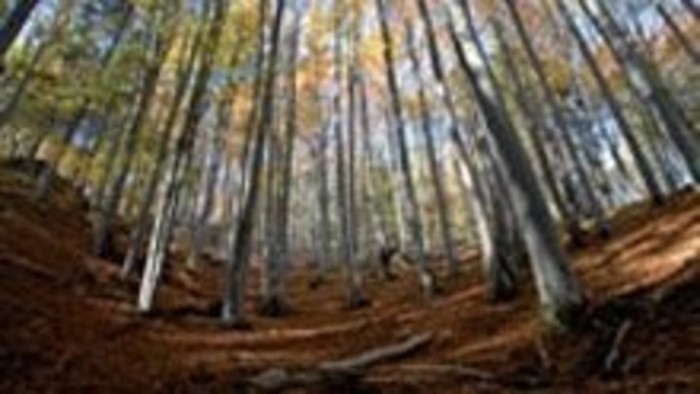 Kalendárium prírody - Medvede a oriešky