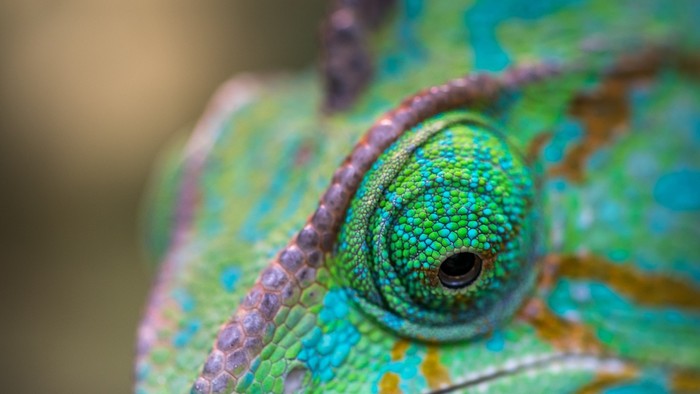 Ľudia, fakty, udalosti: Tibor Ferko - Keď chameleón nemá nohy