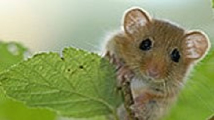 Kalendárium prírody - Plch sedmospáčik