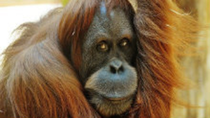 Z bojnickej ZOO odišiel orangutan 