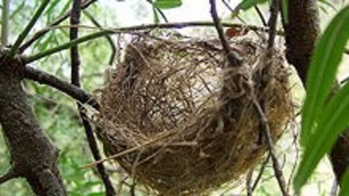 Kalendárium prírody: vtáka poznať po perí