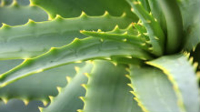 Aloe namiesto repky