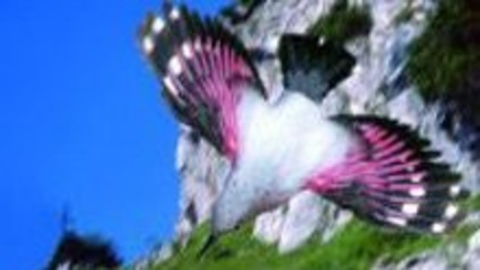 Kalendárium prírody - Murárik červenokrídly na jar