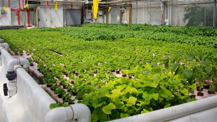 How Slovaks are growing vegetables without sunlight or soil