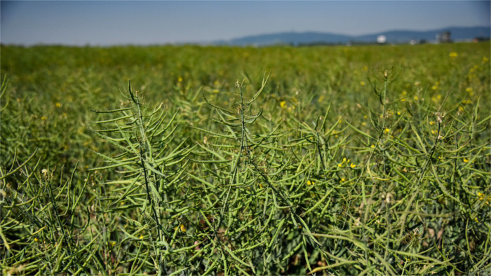 La Slovaquie a besoin du colza ainsi que des légumes
