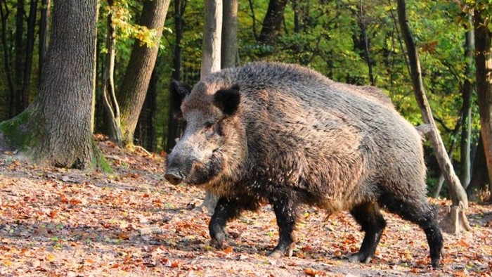 Výstava poľovníkov