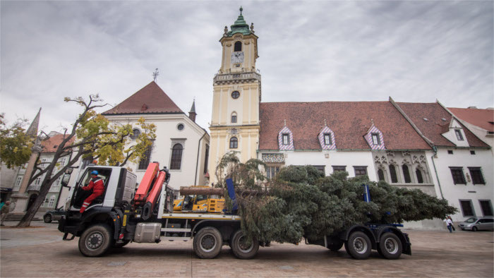 Colocado en la Plaza Principal de Bratislava el árbol de Navidad