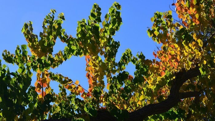 Národná pamiatka Maginhrad