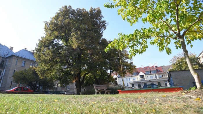 Eslovacos de Pittsburgh plantan Arbol de la Libertad y la Democracia