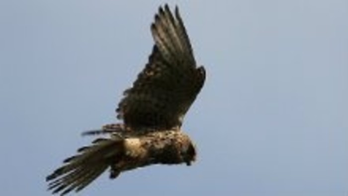 Červenokamenskí sokoliari chránia slovenské polia i plantáže čučoriedok v Kanade