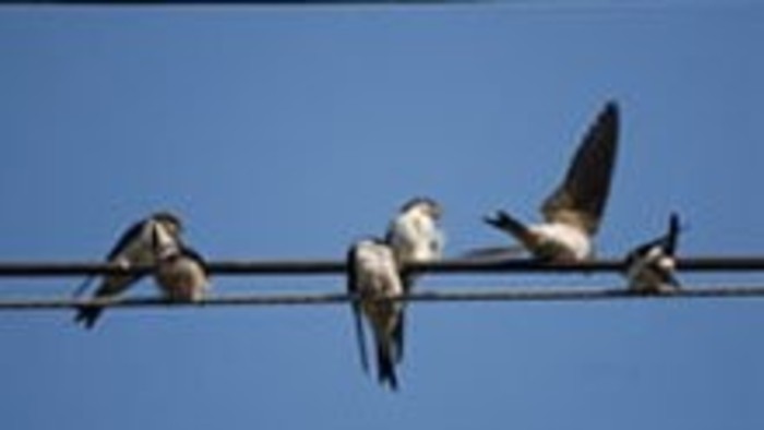 Sťahovanie vtáctva