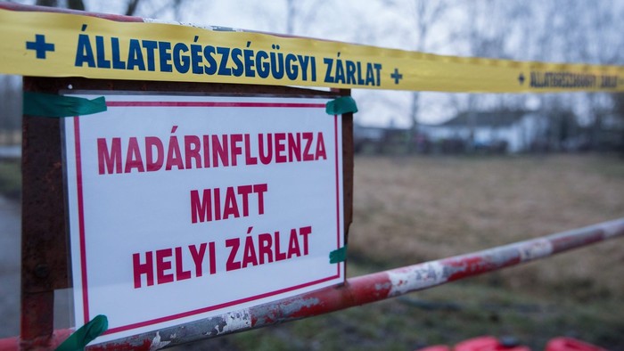 Madárinfluenza Kassán