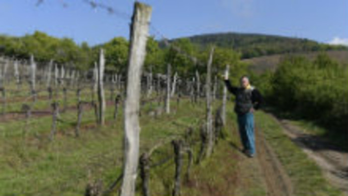 Račianske vinohrady