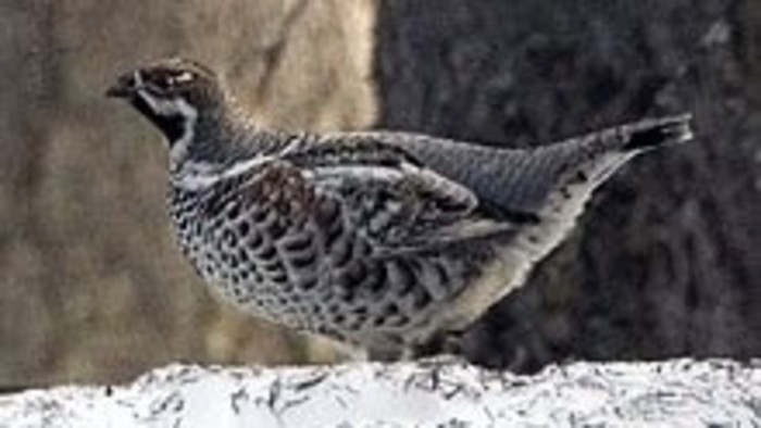 Kalendárium prírody: Jariabok hôrny