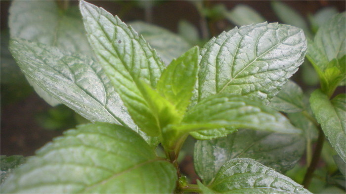 Slovakia cultivates new type of mint