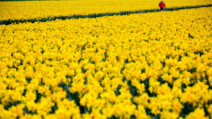 Hoy se celebra el Día de los Narcisos