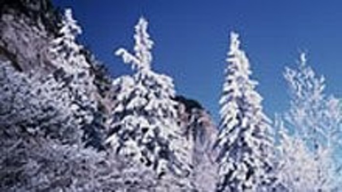 Vianočná výzdoba prírody