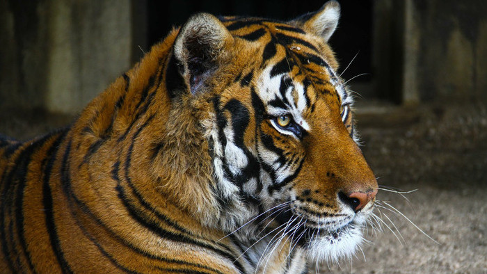 Tigre a ďalšie zvieratá na Sumatre zachraňujú aj Slováci
