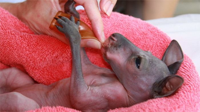 Kangaroo born in Bojnice Zoo