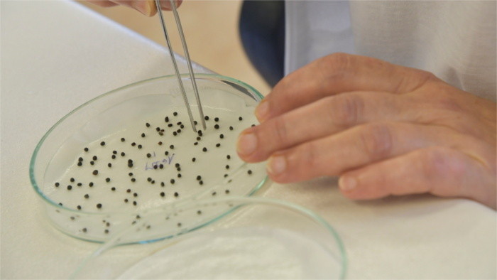 Slovenské semená putujú do Nórska