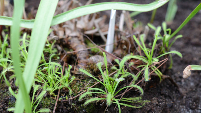 Comment les plantes carnivores reconnaissent leurs victimes ?