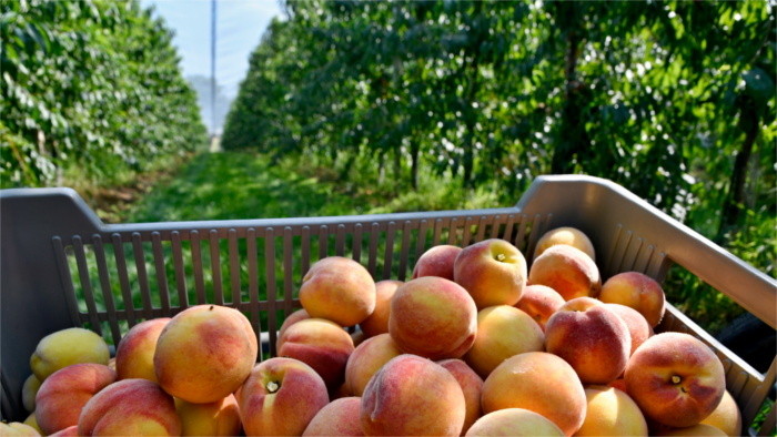 Obsternte in der Slowakei in vollem Gange