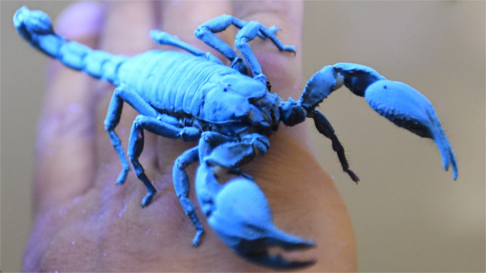 Exhibition of spiders and scorpions underway in Košice