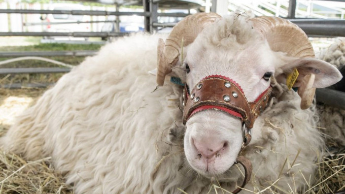Breeding the ideal Slovak sheep
