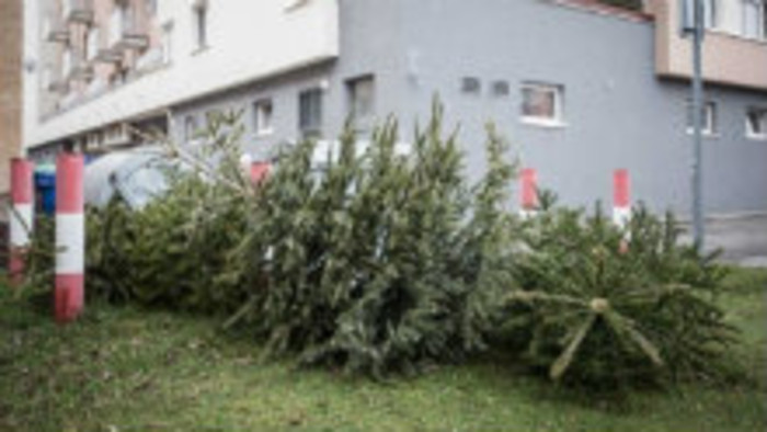 Sviatky skončili. Čo s vianočnými stromčekmi? 