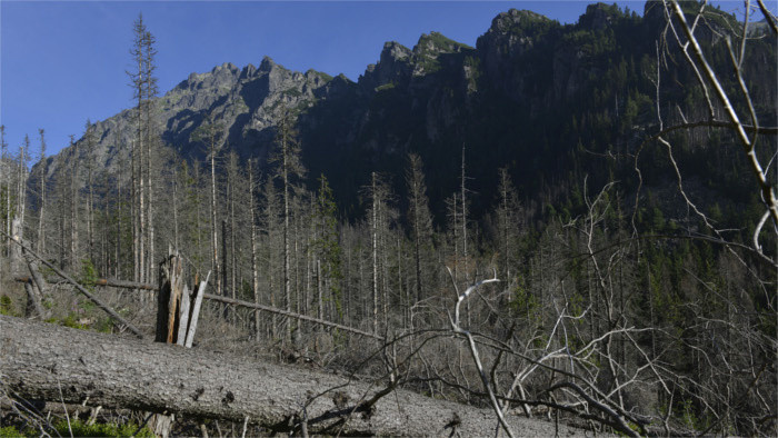 Bark beetles decimating High Tatra forests