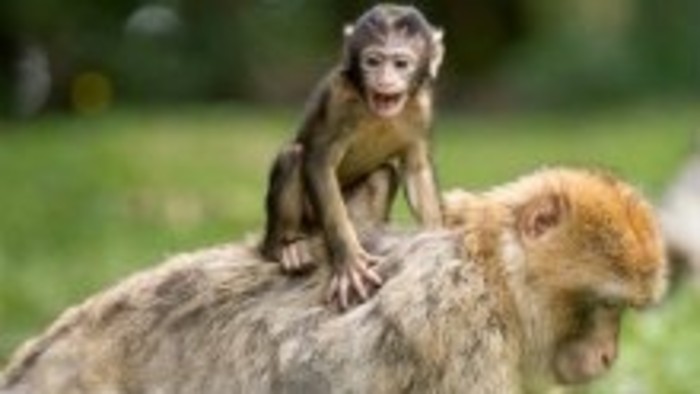 Bojnická zoologická záhrada