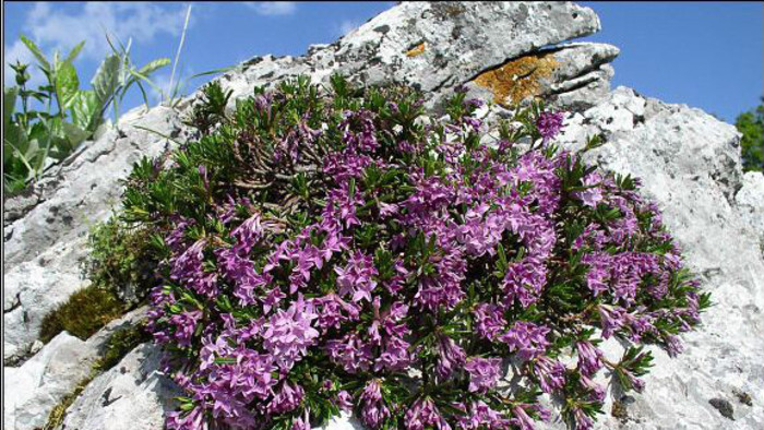 Concurso: Íconos y Símbolos de Eslovaquia 8. ronda – la Daphne arbuscula de Muránska planina