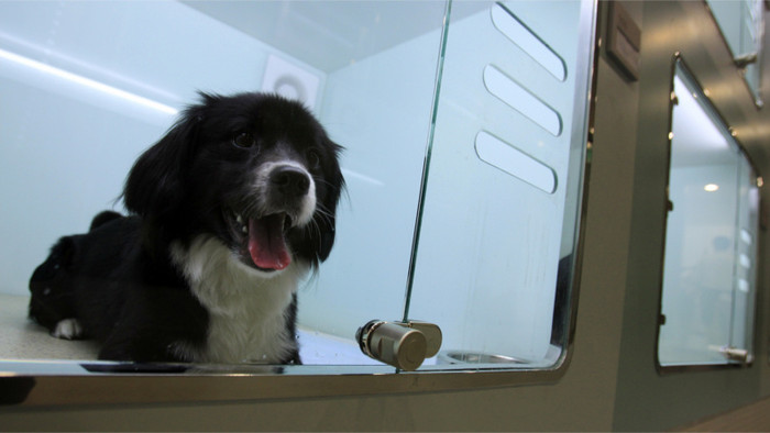 Slovaks warm to pet hotels