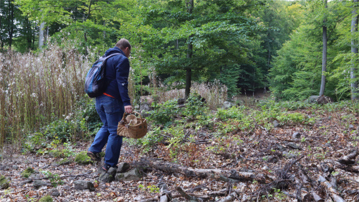 Plus de transparence dans l’exploitation des forêts