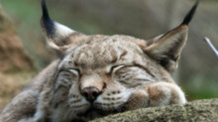 ZOO Bojnice 