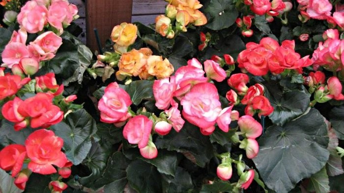 Čo nové priniesli uplynulé záhradkárske výstavy Gardenia a Flóra?